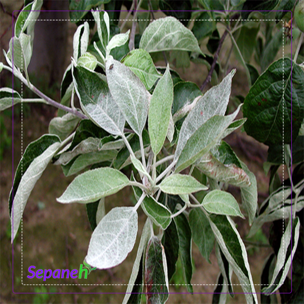 سفیدک سطحی سیب و گلابی